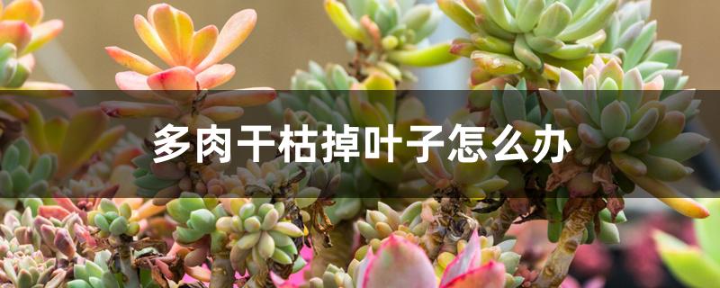 多肉干枯掉叶子怎么办