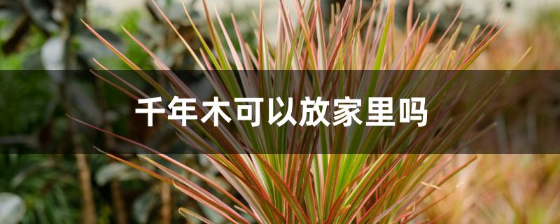 千年木可以放家里吗 千年木可以放家里吗