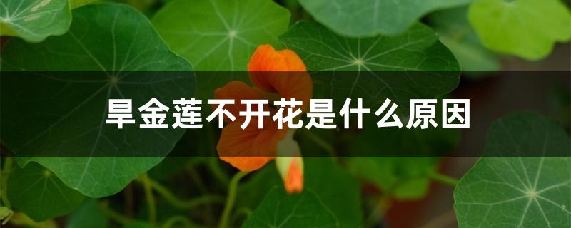旱金莲不开花是什么原因 旱金莲不开花是什么原因