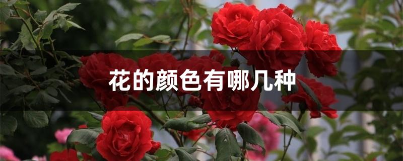 花的颜色有哪几种