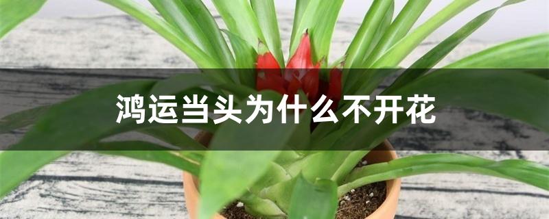 鸿运当头为什么不开花