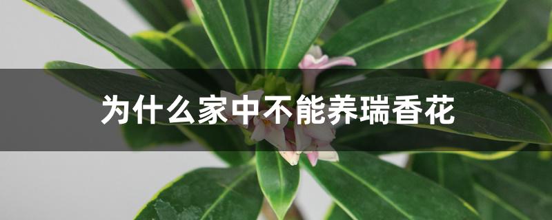 为什么家中不能养瑞香花