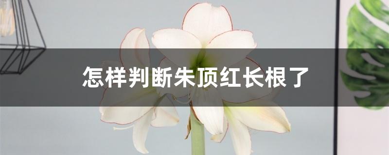 怎样判断朱顶红长根了