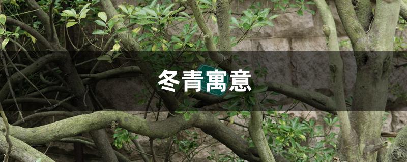 冬青寓意 冬青寓意