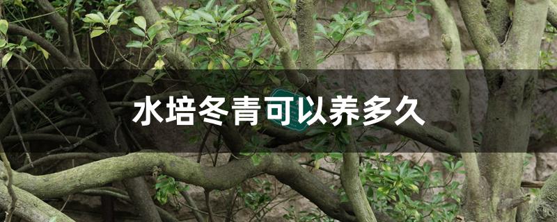 水培冬青可以养多久