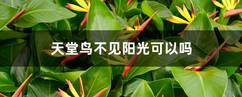 天堂鸟不见阳光可以吗