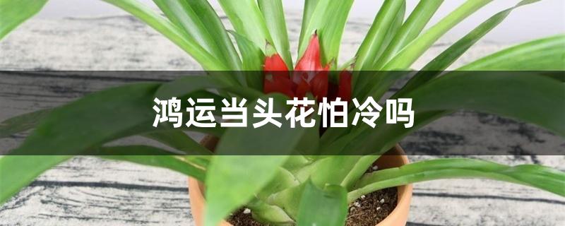 鸿运当头花怕冷吗 鸿运当头花怕冷吗