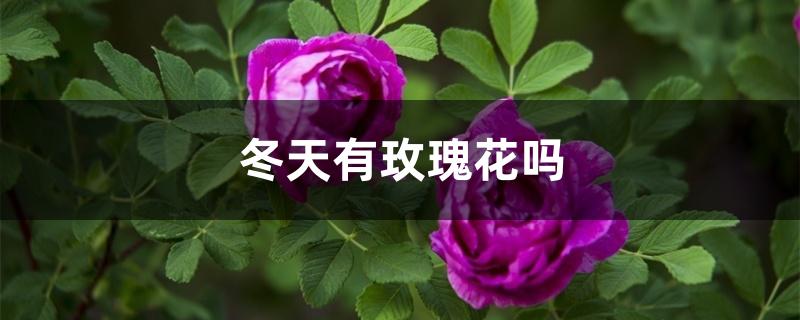 冬天有玫瑰花吗