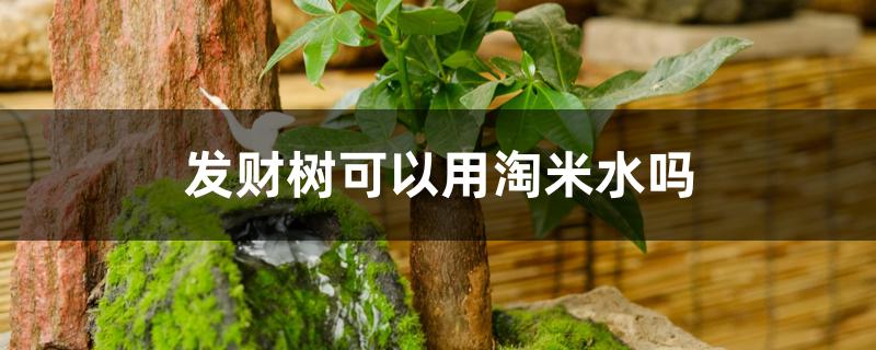 发财树可以用淘米水吗