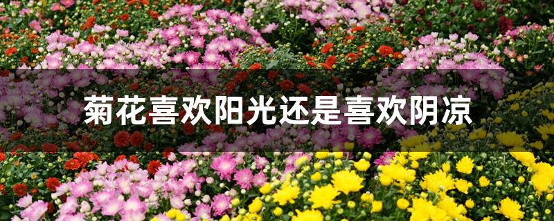 菊花喜欢阳光还是喜欢阴凉