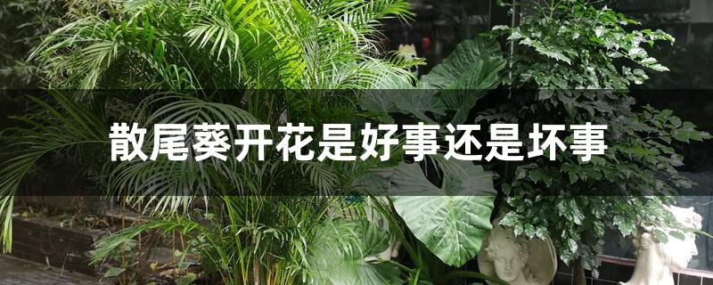 散尾葵开花是好事还是坏事