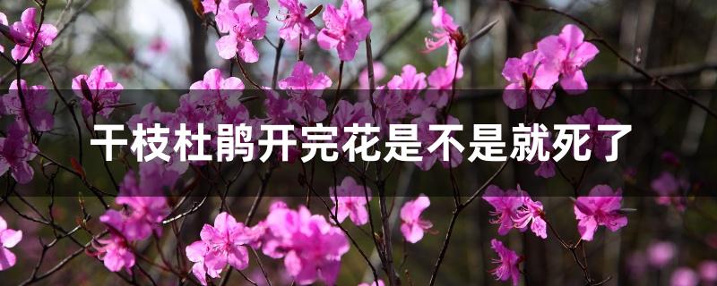 干枝杜鹃开完花是不是就死了