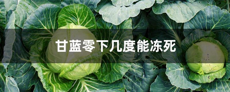 甘蓝零下几度能冻死 甘蓝零下几度能冻死