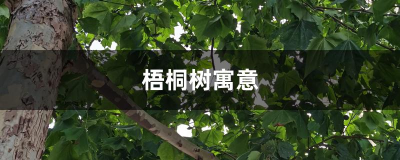 梧桐树寓意