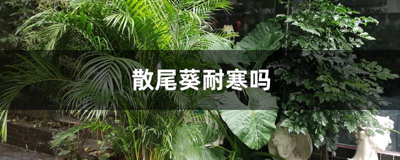 散尾葵耐寒吗