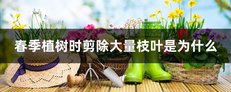 春季植树时剪除大量枝叶是为什么 春季植树时剪除大量枝叶是为什么