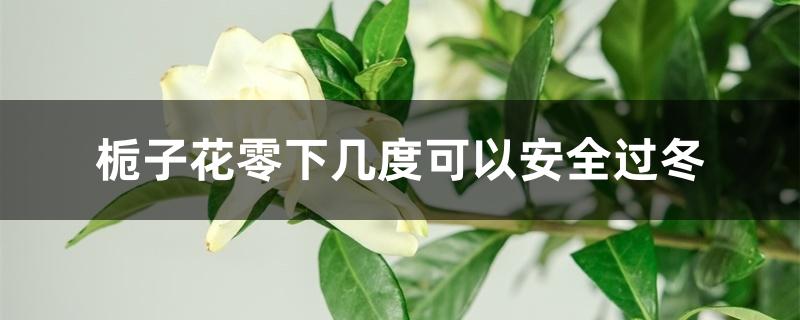 栀子花零下几度可以安全过冬