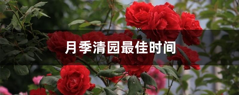 月季清园最佳时间
