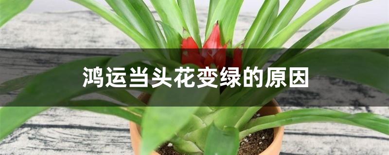 鸿运当头花变绿的原因