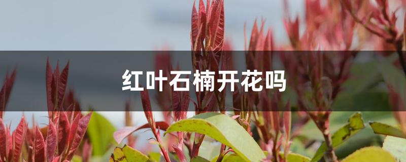 红叶石楠开花吗