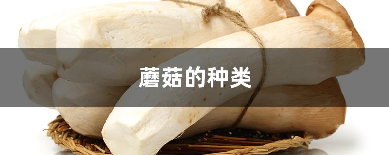 蘑菇的种类 蘑菇的种类