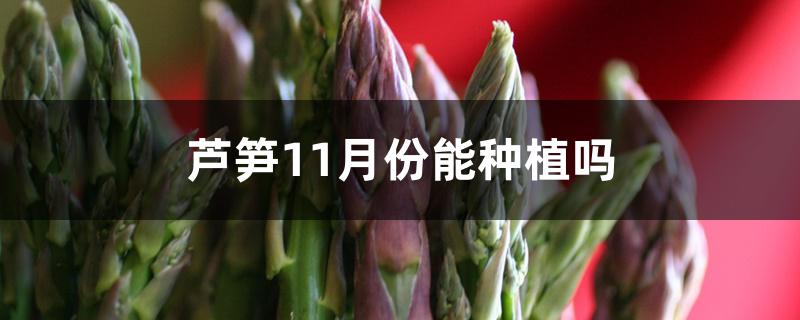 芦笋11月份能种植吗