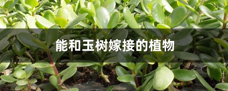 能和玉树嫁接的植物