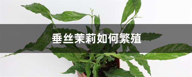 垂丝茉莉如何繁殖