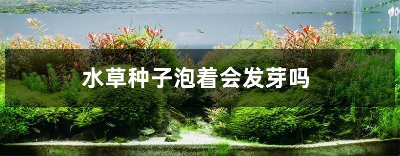 水草种子泡着会发芽吗