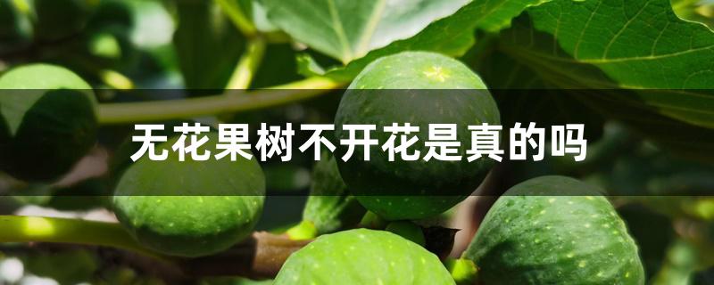 无花果树不开花是真的吗