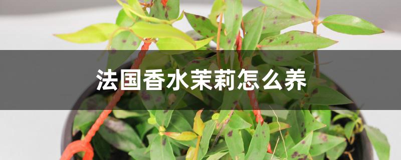 法国香水茉莉怎么养