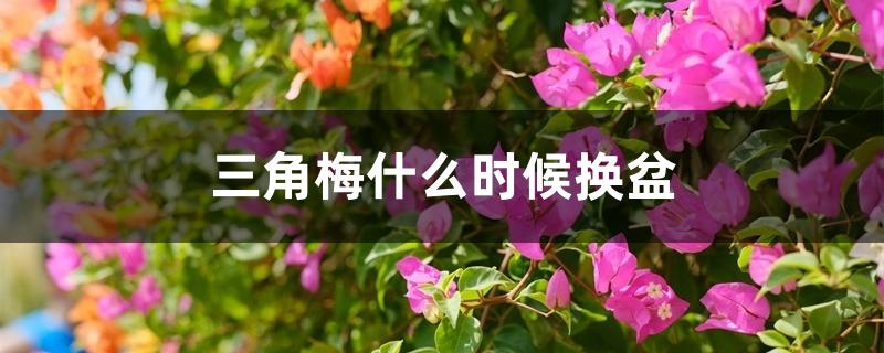 三角梅什么时候换盆 三角梅什么时候换盆