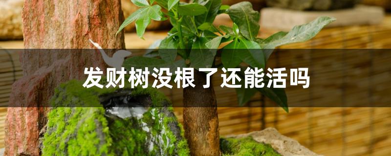 发财树没根了还能活吗