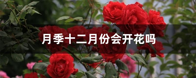 月季十二月份会开花吗