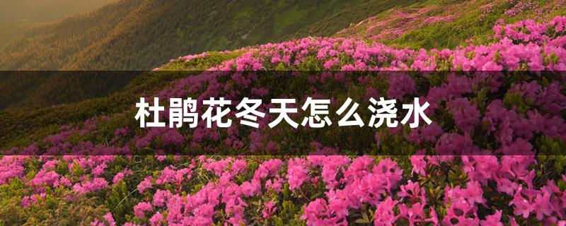 杜鹃花冬天怎么浇水