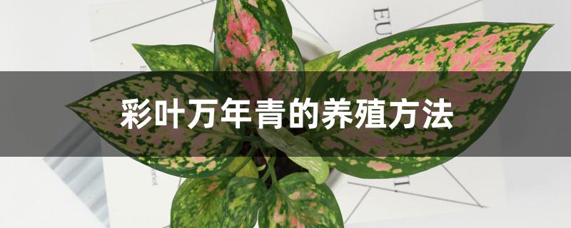 彩叶万年青的养殖方法