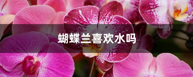 蝴蝶兰喜欢水吗