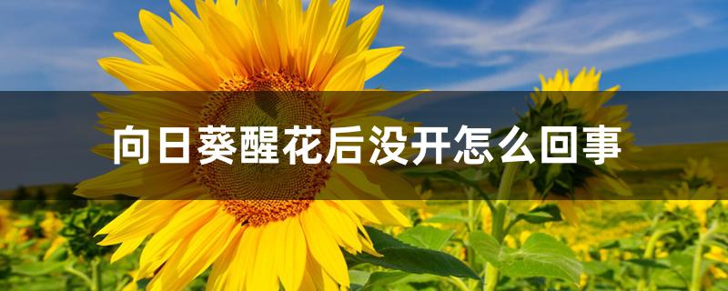 向日葵醒花后没开怎么回事