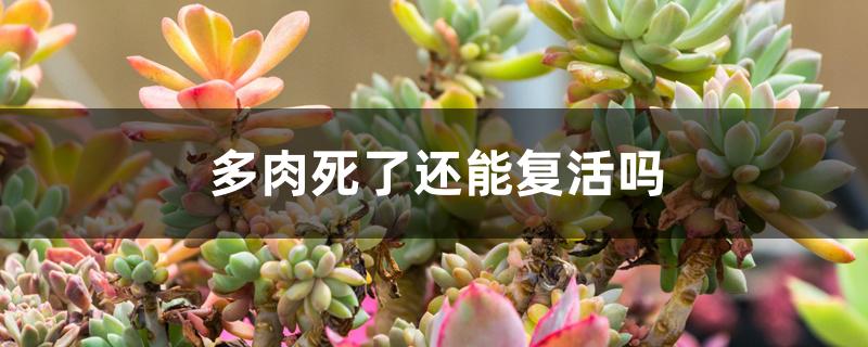 多肉死了还能复活吗 多肉死了还能复活吗
