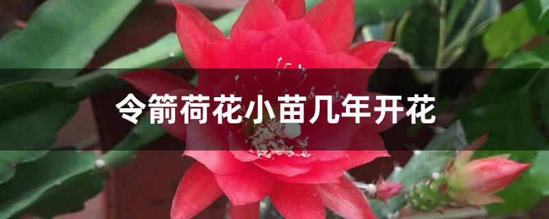 令箭荷花小苗几年开花