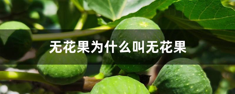 无花果为什么叫无花果