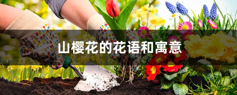 山樱花的花语和寓意