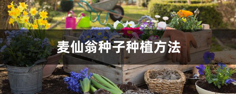 麦仙翁种子种植方法