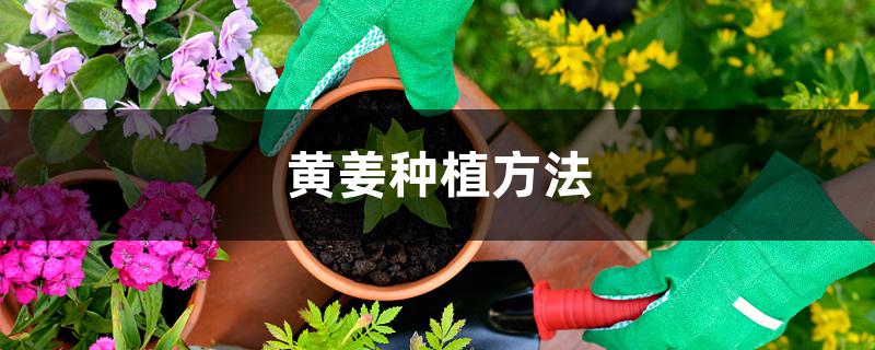 黄姜种植方法