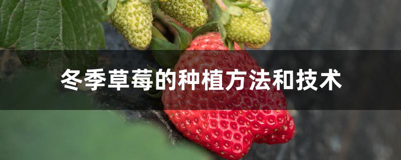 冬季草莓的种植方法和技术