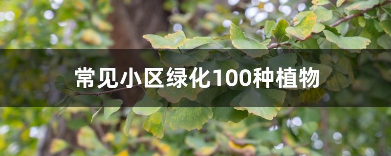 常见小区绿化100种植物