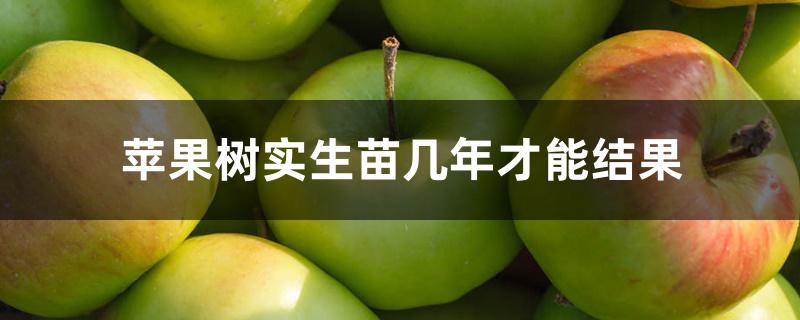 苹果树实生苗几年才能结果