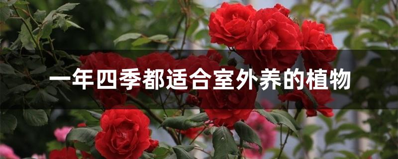 一年四季都适合室外养的植物