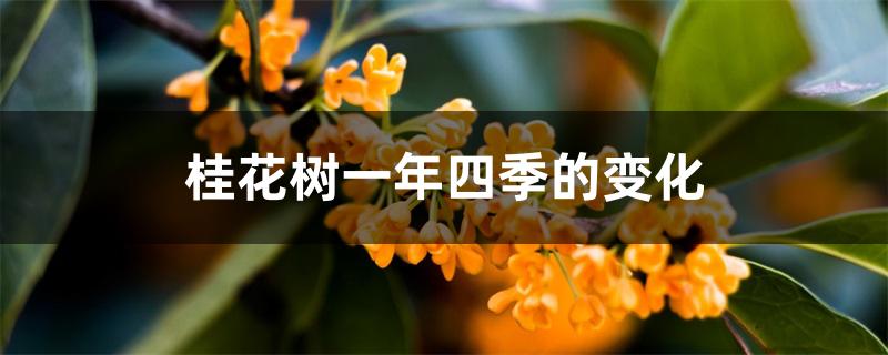 桂花树一年四季的变化 桂花树一年四季的变化