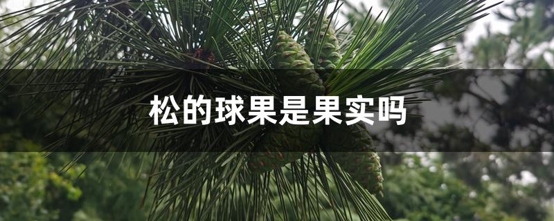 松的球果是果实吗